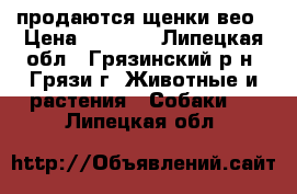 продаются щенки вео › Цена ­ 4 000 - Липецкая обл., Грязинский р-н, Грязи г. Животные и растения » Собаки   . Липецкая обл.